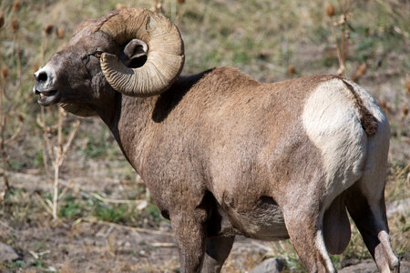 Large ram profile shot