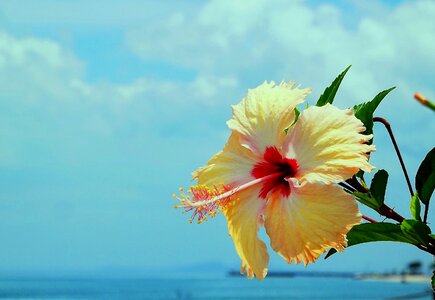 Flowers beira mar sunny