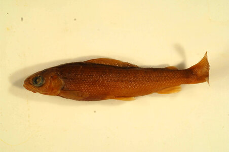 Thymallus arcticus-1