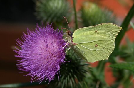 Insect summer butterflies photo