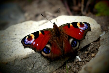 Butterfly wings macro photo