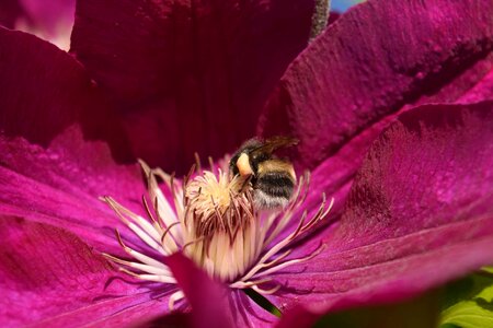 Beautiful Flowers bloom blooming
