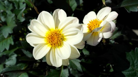 Plant green white