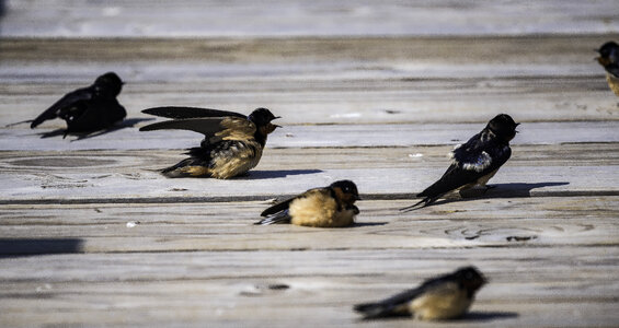 Barn Swallows resting on the ground photo