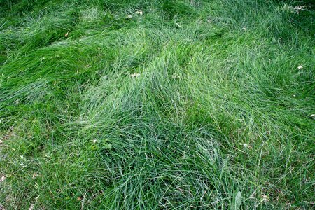 Meadow herb field photo