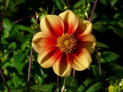 Red flower blossom photo