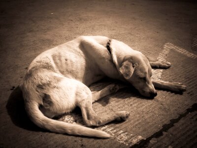 Canine pet skinny photo