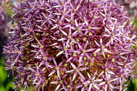 Beautiful Flowers blooming blossom photo