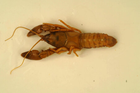 Cambarus sphenoides