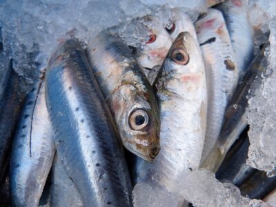 Sardines fresh fish fresh sardines photo
