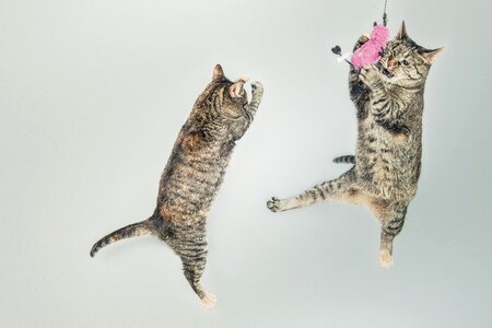 Playful feline kitten