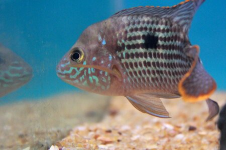Animal fauna fish