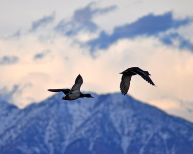 Mallard ducks flying off wetland