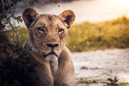 Animal eye lion