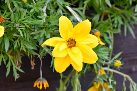 Green Leaves yellow flower