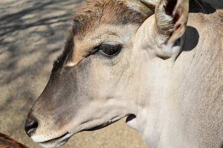 Africa animal animals