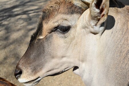 Africa animal animals photo