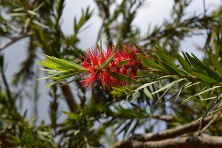 Bottle brush flower callistemon