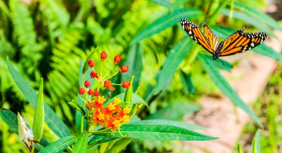 Butterflies flowers bug