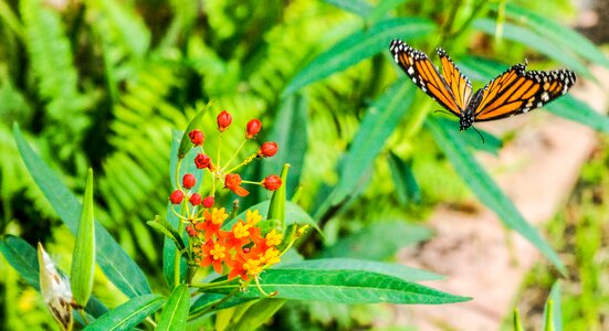 Butterflies flowers bug photo