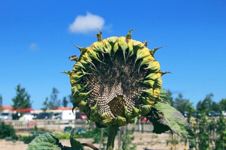 Agriculture flora flower