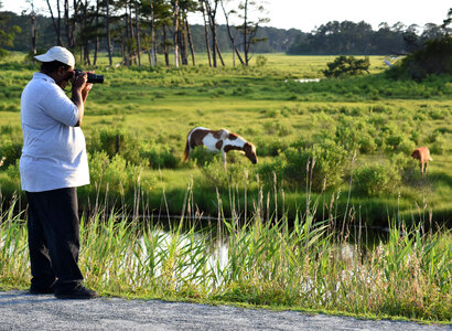 Visitor looking at wild ponies in field photo