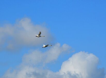 Wings feather wildlife photo