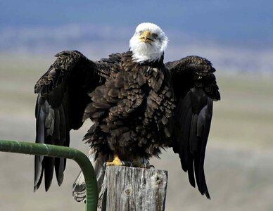 Bald Eagle close eagle photo