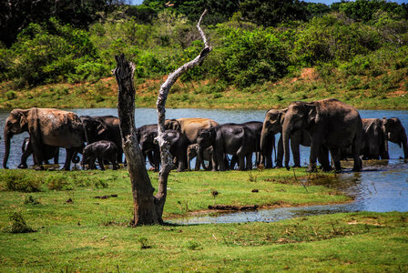 Herd of Wild Free Elephants in Thailand photo