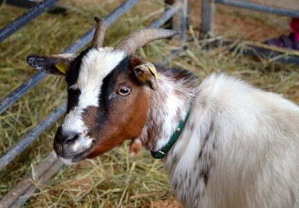 Young animal domestic goat farm photo