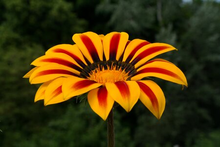 Gazania flower blossom