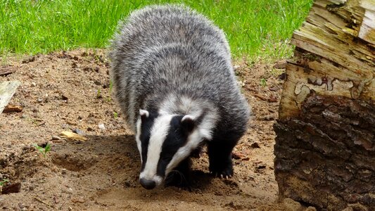 Animal forest mammal