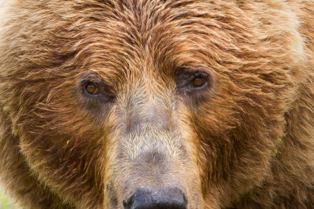 Kodiak brown bear close-up-1 photo