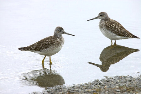 Pair of lesser yellowlegs photo