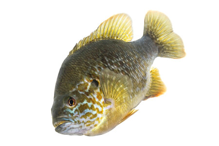 Hybrid sunfish -2 photo