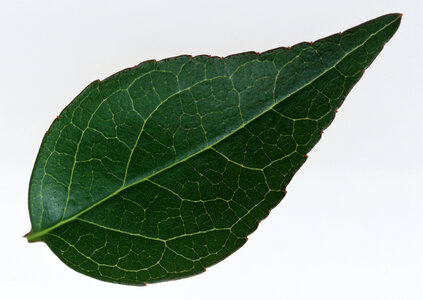 one dark green leaf photo