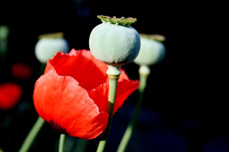 Red petals delicate