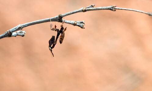 Insectarium insect praying mantis photo