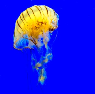 Medusa compass jellyfish sea animal photo