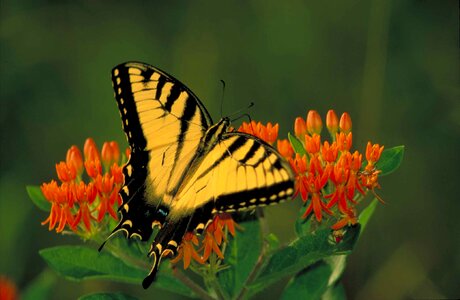 Black blossoming butterfly photo