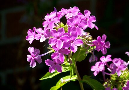 Phlox paniculata purple flower flower photo