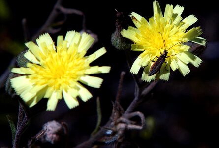 Beautiful beautiful flowers blooming photo