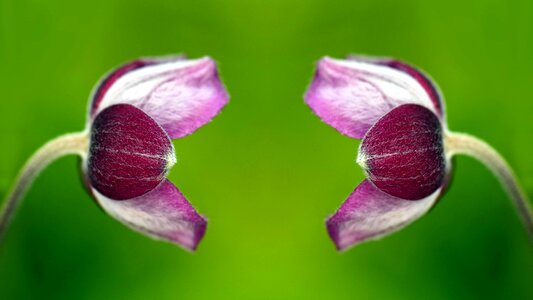 Beautiful Flowers blooming blossom