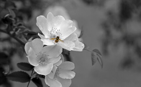 Plant white backlighting