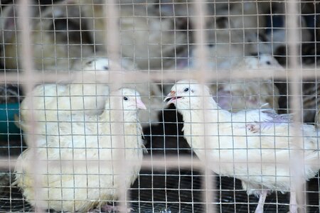 Chicken chiks animals