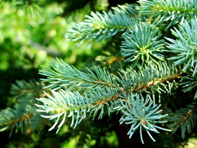 Plants green tree