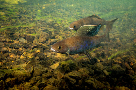 Arctic grayling-1