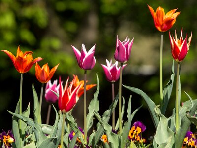 Colorful flowers macro photo