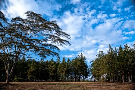 Scene woods forest photo