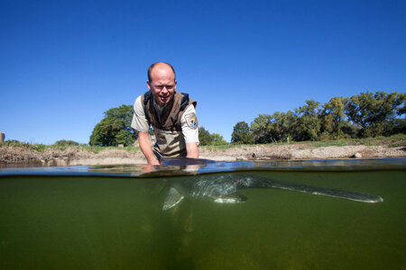 Fishery biologist releases an American paddlefish-2 photo